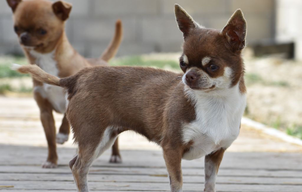 Les Chihuahua de l'affixe Du Castel Des Petits Coeurs