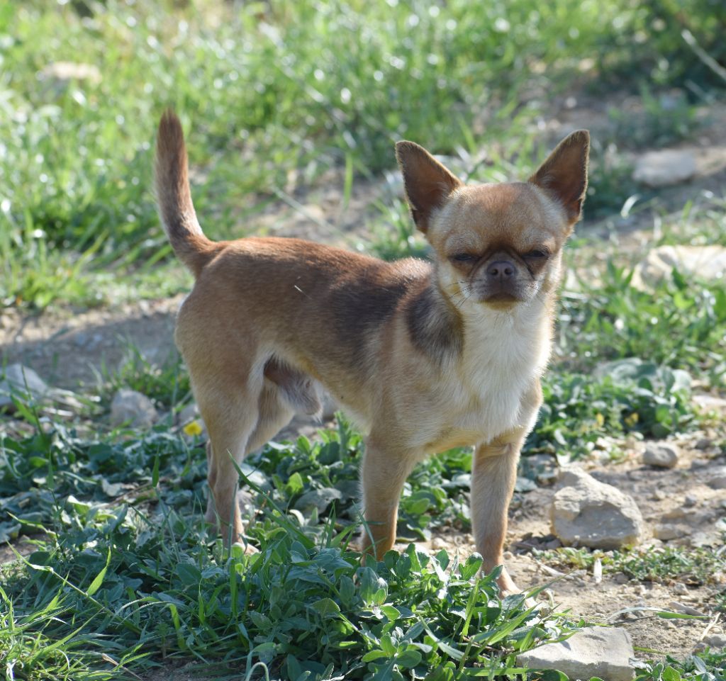 Toby Du Castel Des Petits Coeurs