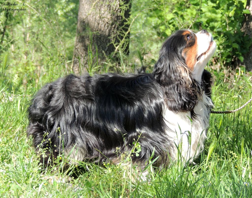 CH. Linoi des princes des Cevennes