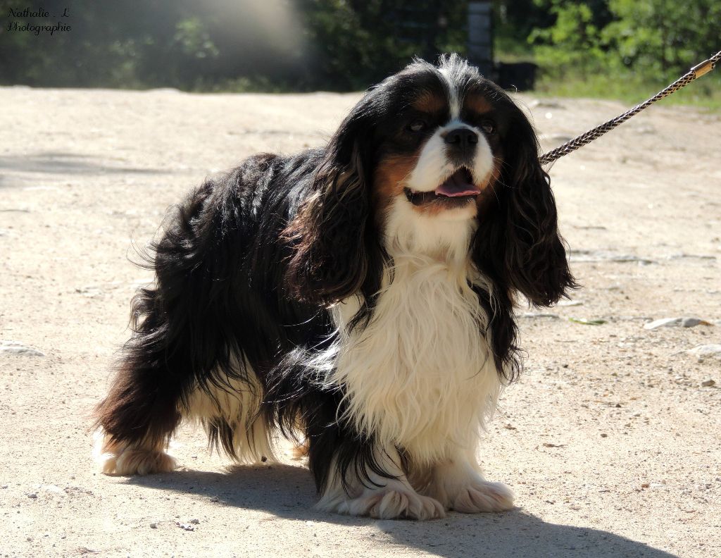 CH. Linoi des princes des Cevennes