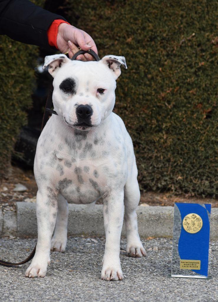 Rocco Du Castel Des Petits Coeurs