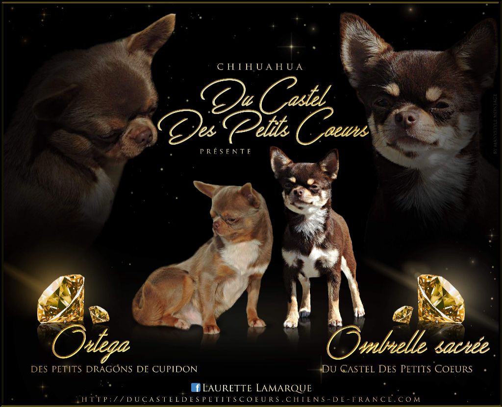 Du Castel Des Petits Coeurs - Chihuahua - Portée née le 21/04/2020
