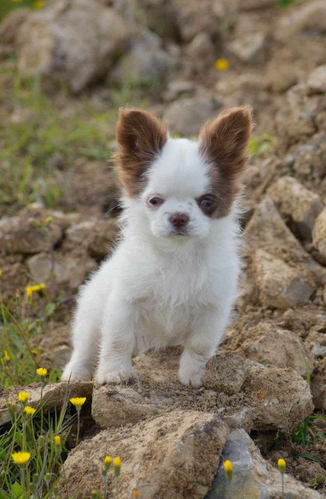 Du Castel Des Petits Coeurs - Chiot disponible  - Chihuahua