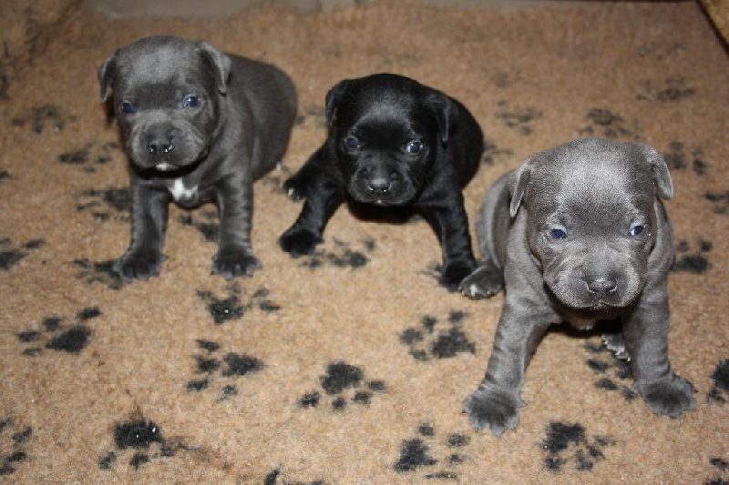 Du Castel Des Petits Coeurs - Staffordshire Bull Terrier - Portée née le 14/05/2015