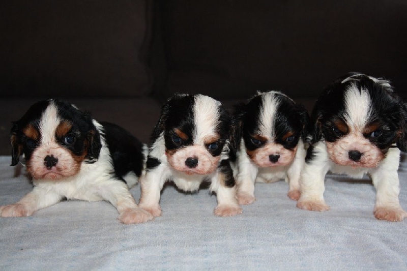 Du Castel Des Petits Coeurs - Cavalier King Charles Spaniel - Portée née le 22/03/2015