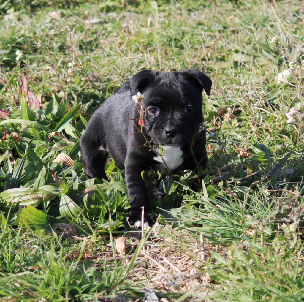 Du Castel Des Petits Coeurs - Chiot disponible  - Staffordshire Bull Terrier