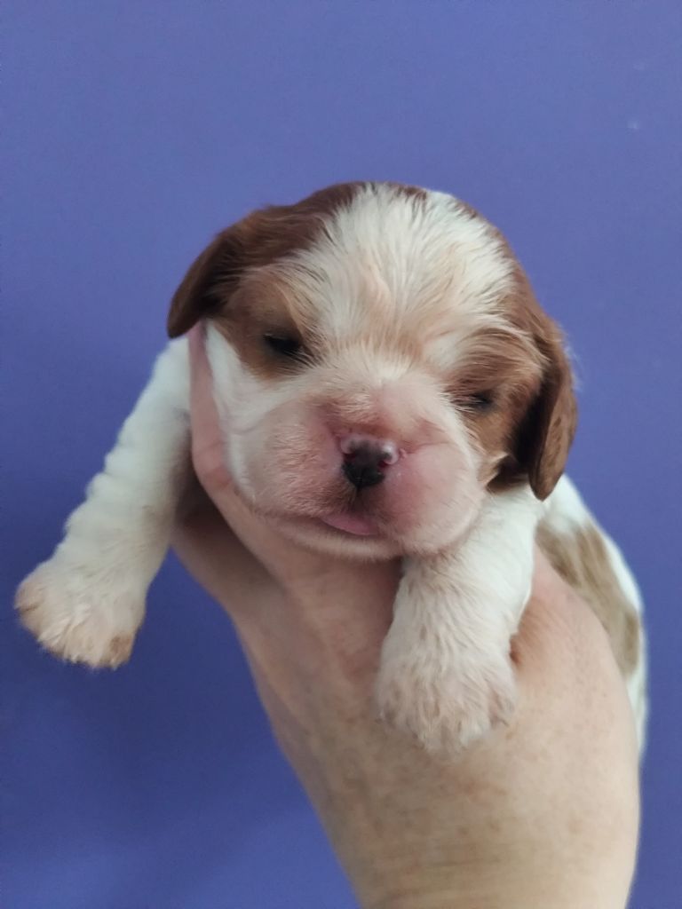 Du Castel Des Petits Coeurs - Chiot disponible  - Cavalier King Charles Spaniel