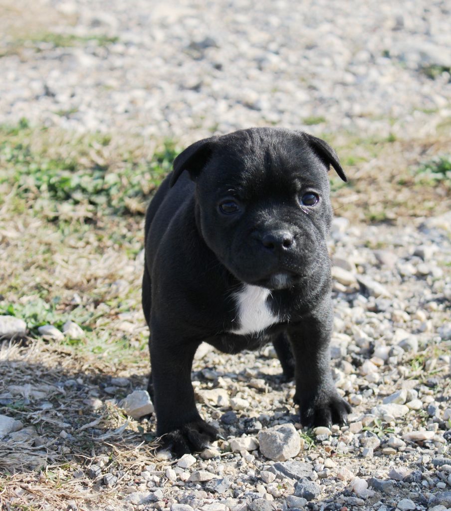 Du Castel Des Petits Coeurs - Chiot disponible  - Staffordshire Bull Terrier