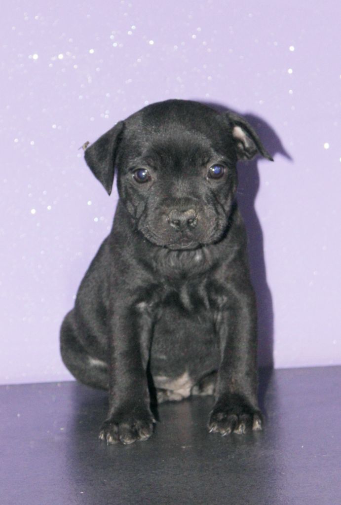 Du Castel Des Petits Coeurs - Chiot disponible  - Staffordshire Bull Terrier