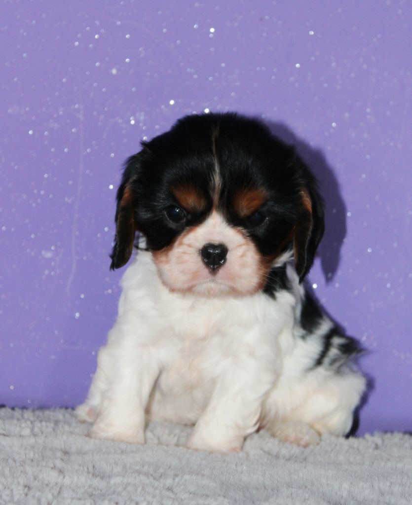 Du Castel Des Petits Coeurs - Chiot disponible  - Cavalier King Charles Spaniel