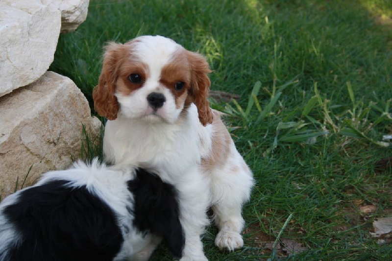 Du Castel Des Petits Coeurs - Cavalier King Charles Spaniel - Portée née le 27/12/2015