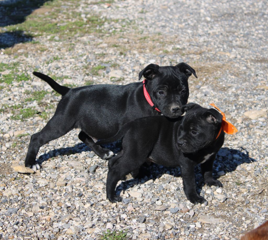 Du Castel Des Petits Coeurs - Chiot disponible  - Staffordshire Bull Terrier