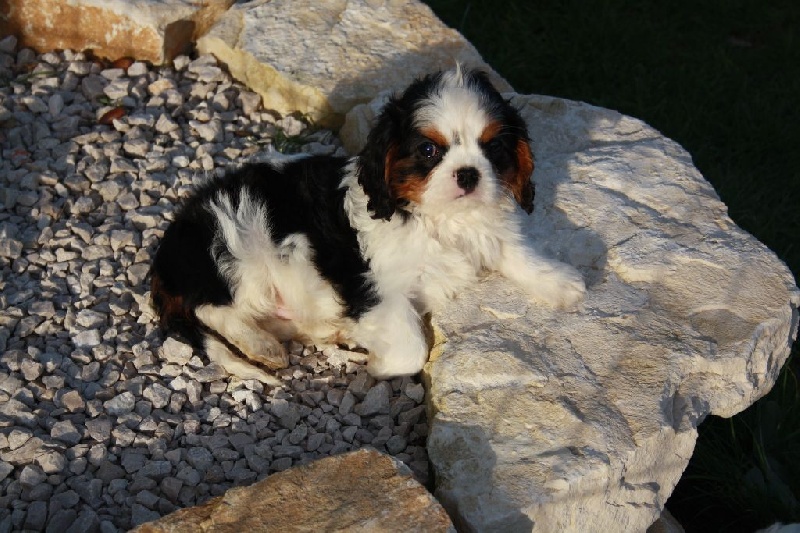 Du Castel Des Petits Coeurs - Cavalier King Charles Spaniel - Portée née le 03/01/2016