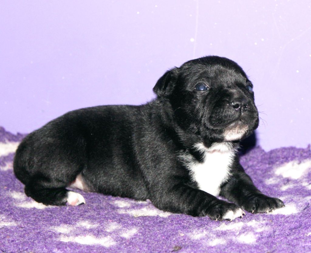 Du Castel Des Petits Coeurs - Chiot disponible  - Staffordshire Bull Terrier