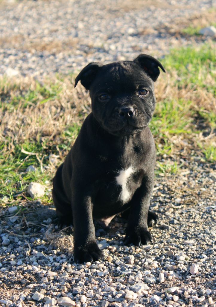 Du Castel Des Petits Coeurs - Chiot disponible  - Staffordshire Bull Terrier