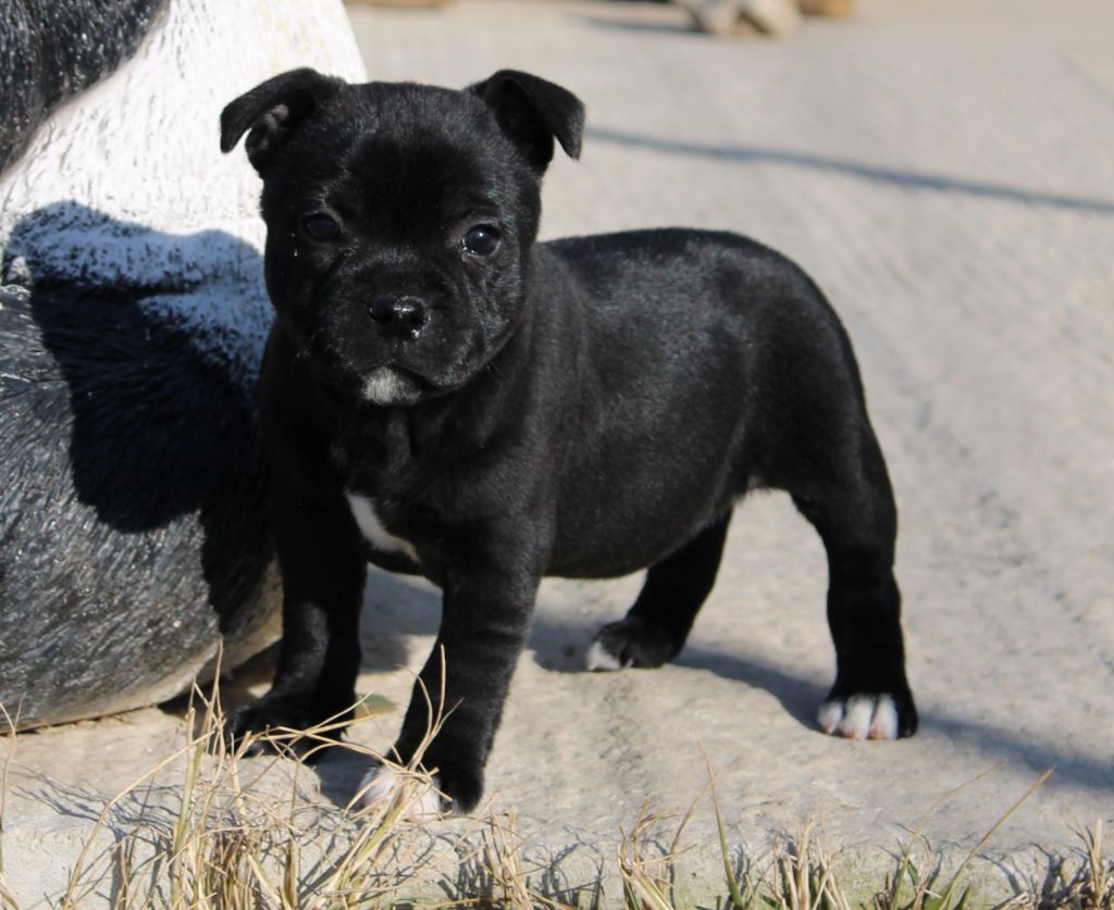 Du Castel Des Petits Coeurs - Chiot disponible  - Staffordshire Bull Terrier