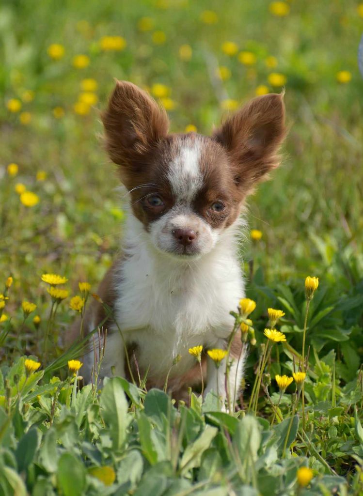 Du Castel Des Petits Coeurs - Chiot disponible  - Chihuahua