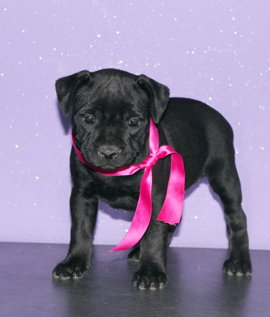 Du Castel Des Petits Coeurs - Chiot disponible  - Staffordshire Bull Terrier