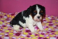 Du Castel Des Petits Coeurs - Cavalier King Charles Spaniel - Portée née le 04/02/2018