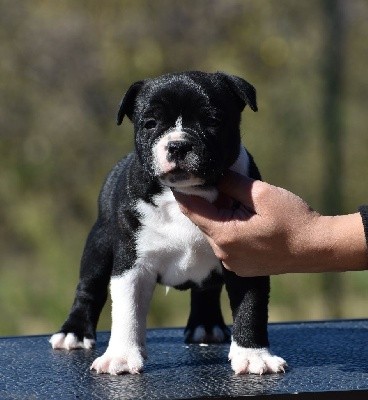 Du Castel Des Petits Coeurs - Staffordshire Bull Terrier - Portée née le 02/09/2021