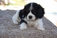 Du Castel Des Petits Coeurs - Cavalier King Charles Spaniel - Portée née le 15/04/2017