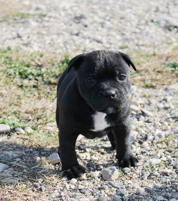 Du Castel Des Petits Coeurs - Staffordshire Bull Terrier - Portée née le 11/12/2024