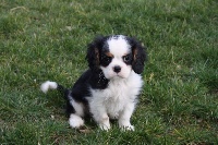 Du Castel Des Petits Coeurs - Cavalier King Charles Spaniel - Portée née le 05/11/2016