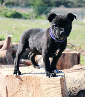 Du Castel Des Petits Coeurs - Staffordshire Bull Terrier - Portée née le 11/12/2024