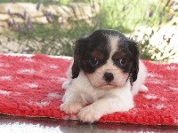 Du Castel Des Petits Coeurs - Cavalier King Charles Spaniel - Portée née le 17/05/2019