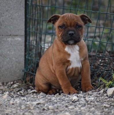 Du Castel Des Petits Coeurs - Staffordshire Bull Terrier - Portée née le 01/10/2021