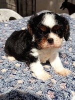 Du Castel Des Petits Coeurs - Cavalier King Charles Spaniel - Portée née le 03/08/2018