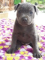 Du Castel Des Petits Coeurs - Staffordshire Bull Terrier - Portée née le 15/07/2018