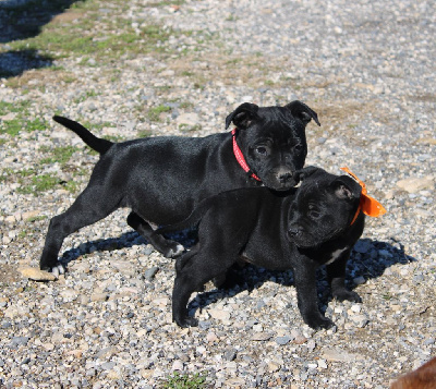 Du Castel Des Petits Coeurs - Staffordshire Bull Terrier - Portée née le 01/12/2024