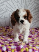 Du Castel Des Petits Coeurs - Cavalier King Charles Spaniel - Portée née le 27/05/2019