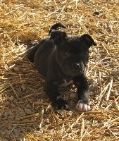 Du Castel Des Petits Coeurs - Staffordshire Bull Terrier - Portée née le 23/09/2018