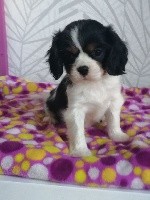 Du Castel Des Petits Coeurs - Cavalier King Charles Spaniel - Portée née le 28/06/2019