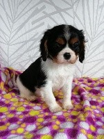 Du Castel Des Petits Coeurs - Cavalier King Charles Spaniel - Portée née le 10/02/2019