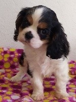 Du Castel Des Petits Coeurs - Cavalier King Charles Spaniel - Portée née le 11/09/2019