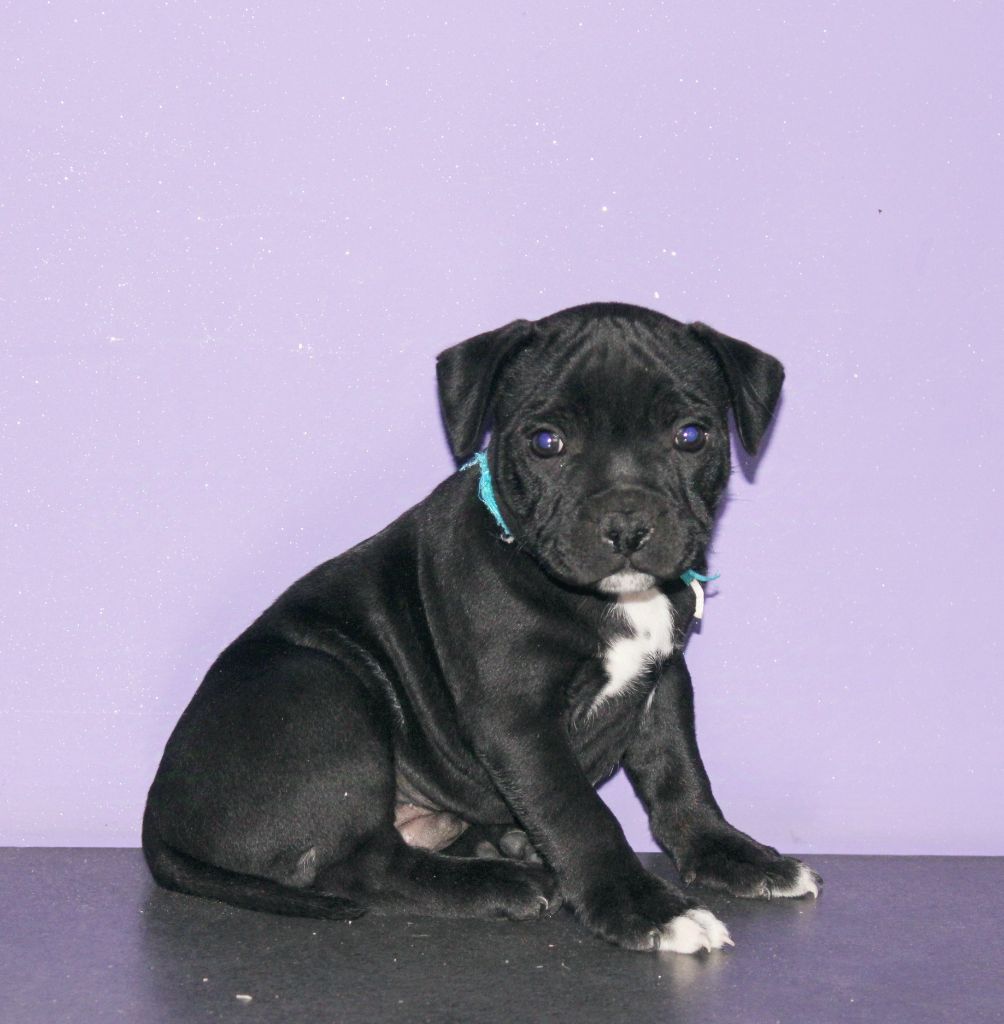 Du Castel Des Petits Coeurs - Chiot disponible  - Staffordshire Bull Terrier