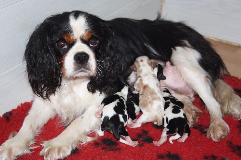 Du Castel Des Petits Coeurs - Cavalier King Charles Spaniel - Portée née le 06/07/2016