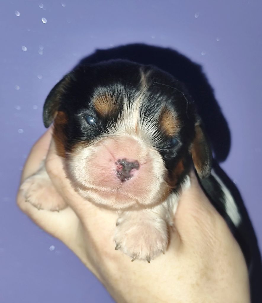 Du Castel Des Petits Coeurs - Chiot disponible  - Cavalier King Charles Spaniel