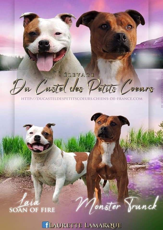 Du Castel Des Petits Coeurs - Staffordshire Bull Terrier - Portée née le 10/07/2019