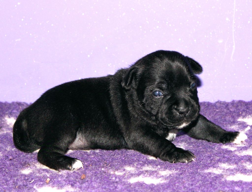 Du Castel Des Petits Coeurs - Chiot disponible  - Staffordshire Bull Terrier