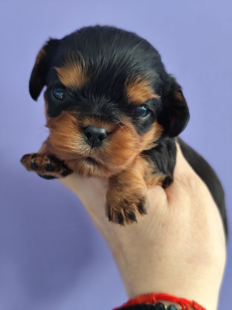 Du Castel Des Petits Coeurs - Chiot disponible  - Cavalier King Charles Spaniel