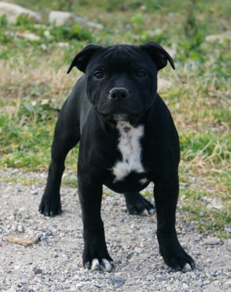 Du Castel Des Petits Coeurs - Chiot disponible  - Staffordshire Bull Terrier