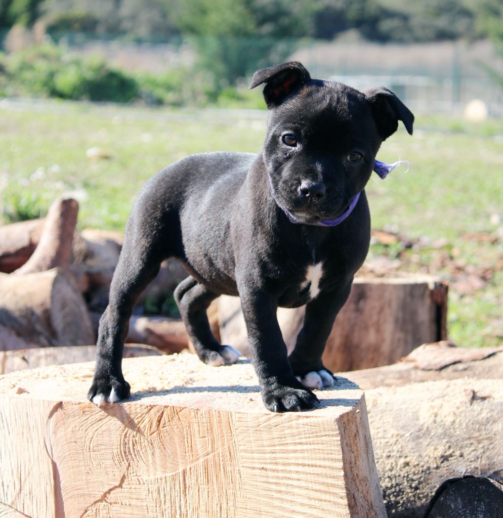 Du Castel Des Petits Coeurs - Chiot disponible  - Staffordshire Bull Terrier