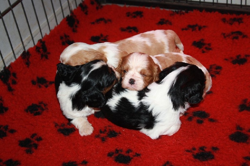 Du Castel Des Petits Coeurs - Cavalier King Charles Spaniel - Portée née le 10/09/2015