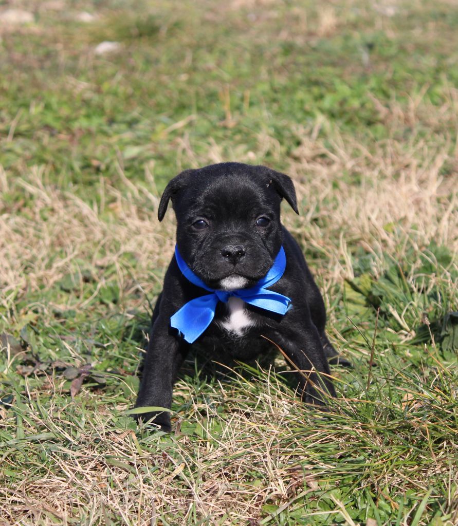 Du Castel Des Petits Coeurs - Chiot disponible  - Staffordshire Bull Terrier