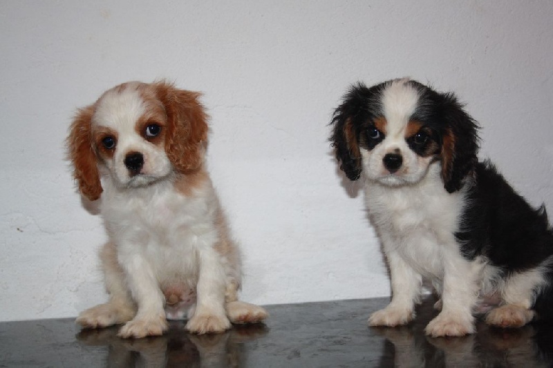 Du Castel Des Petits Coeurs - Cavalier King Charles Spaniel - Portée née le 09/06/2015