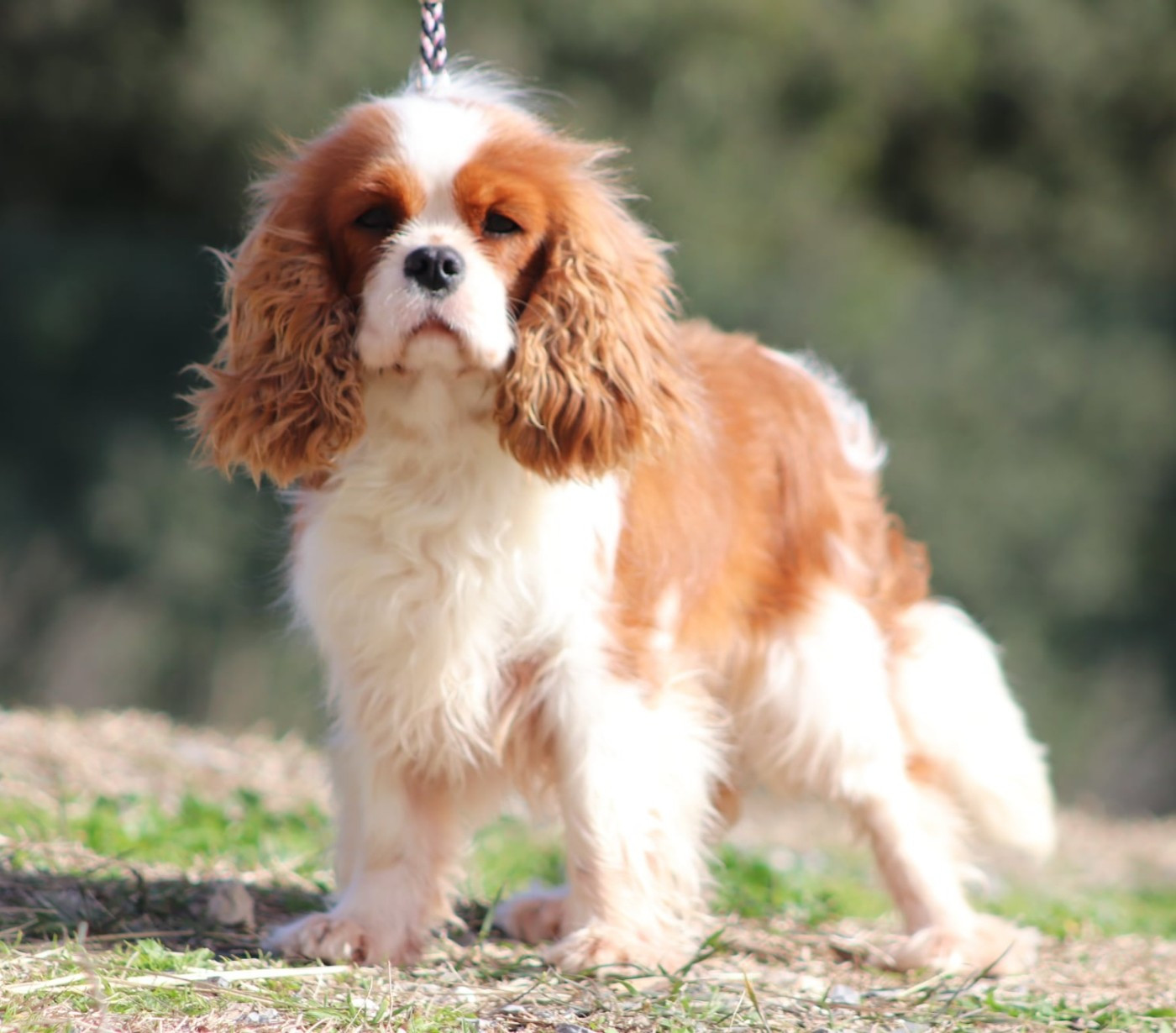 Vivre pour le meilleur Du Castel Des Petits Coeurs